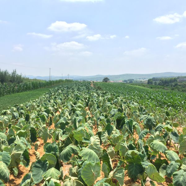 全国包邮龙山百果园山芋头产地直供
