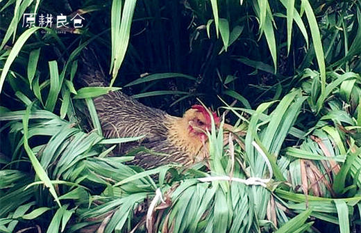 原耕初生蛋30枚，第一次的珍贵，不是谁都配。小个头大营养。 商品图1