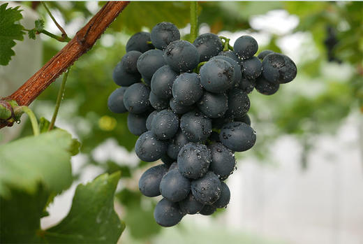 金田系葡萄4斤马陆葡萄公园传伦有机葡萄新鲜水果葡萄江浙沪包邮紫