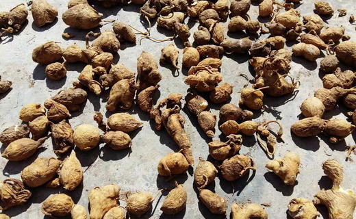 野生三七 商品图5