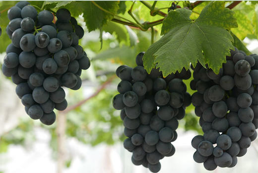 金田系葡萄4斤马陆葡萄公园传伦有机葡萄新鲜水果葡萄江浙沪包邮紫