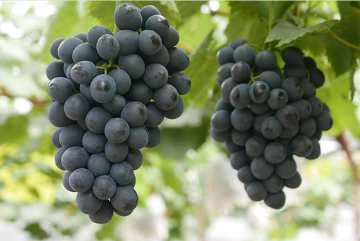 金田系葡萄4斤马陆葡萄公园传伦有机葡萄新鲜水果葡萄江浙沪包邮紫