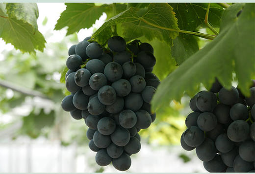 金田系葡萄4斤马陆葡萄公园传伦有机葡萄新鲜水果葡萄江浙沪包邮紫