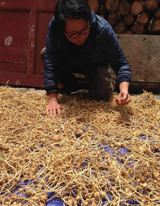 野生三七 商品图4