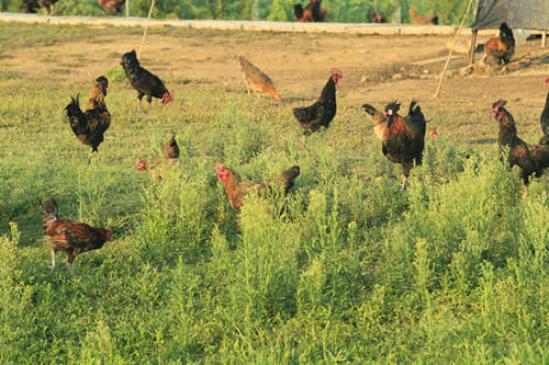 一年半 散养老母鸡2.2-3.2斤 商品图4