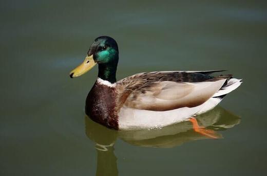 603青头水鸭 1只 毛重约2.6斤 默认鲜宰 商品图0