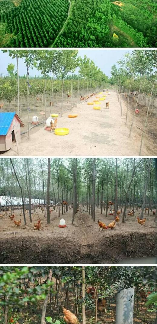 农家散养土鸡蛋绿壳/黄壳混搭一斤15元/5斤礼盒装 商品图3