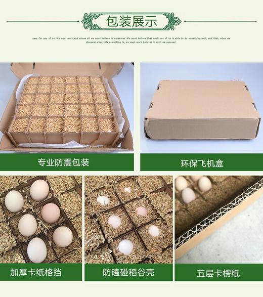 农家散养土鸡蛋绿壳/黄壳混搭一斤15元/5斤礼盒装 商品图6