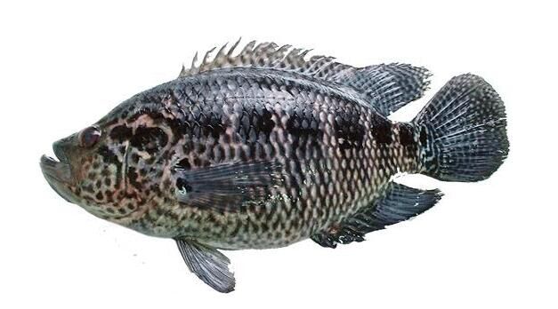 605花斑 条 重约600克 默认鲜宰 配葱姜