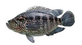 605花斑 条 重约600克 默认鲜宰 配葱姜