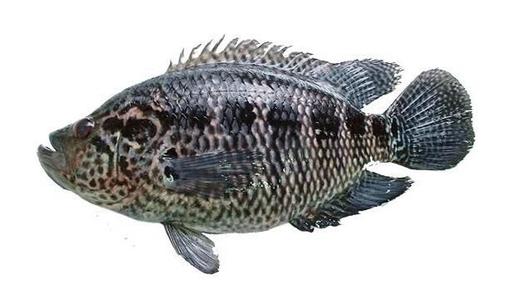 605花斑 条 重约600克 默认鲜宰 配葱姜 商品图0