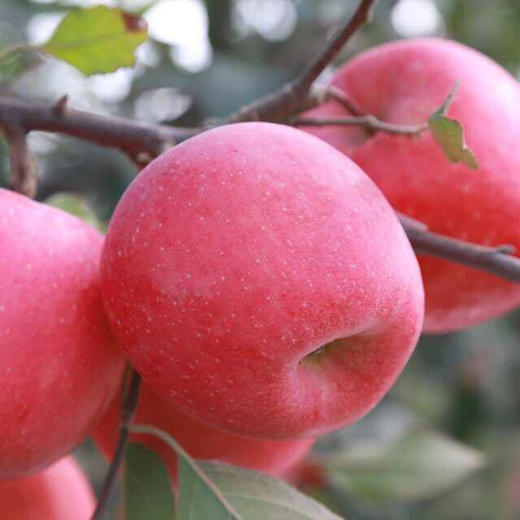 【宏丰精选】新包装陕西不倒翁苹果 底层很多空格有机脆甜苹果  11.8一斤 商品图2