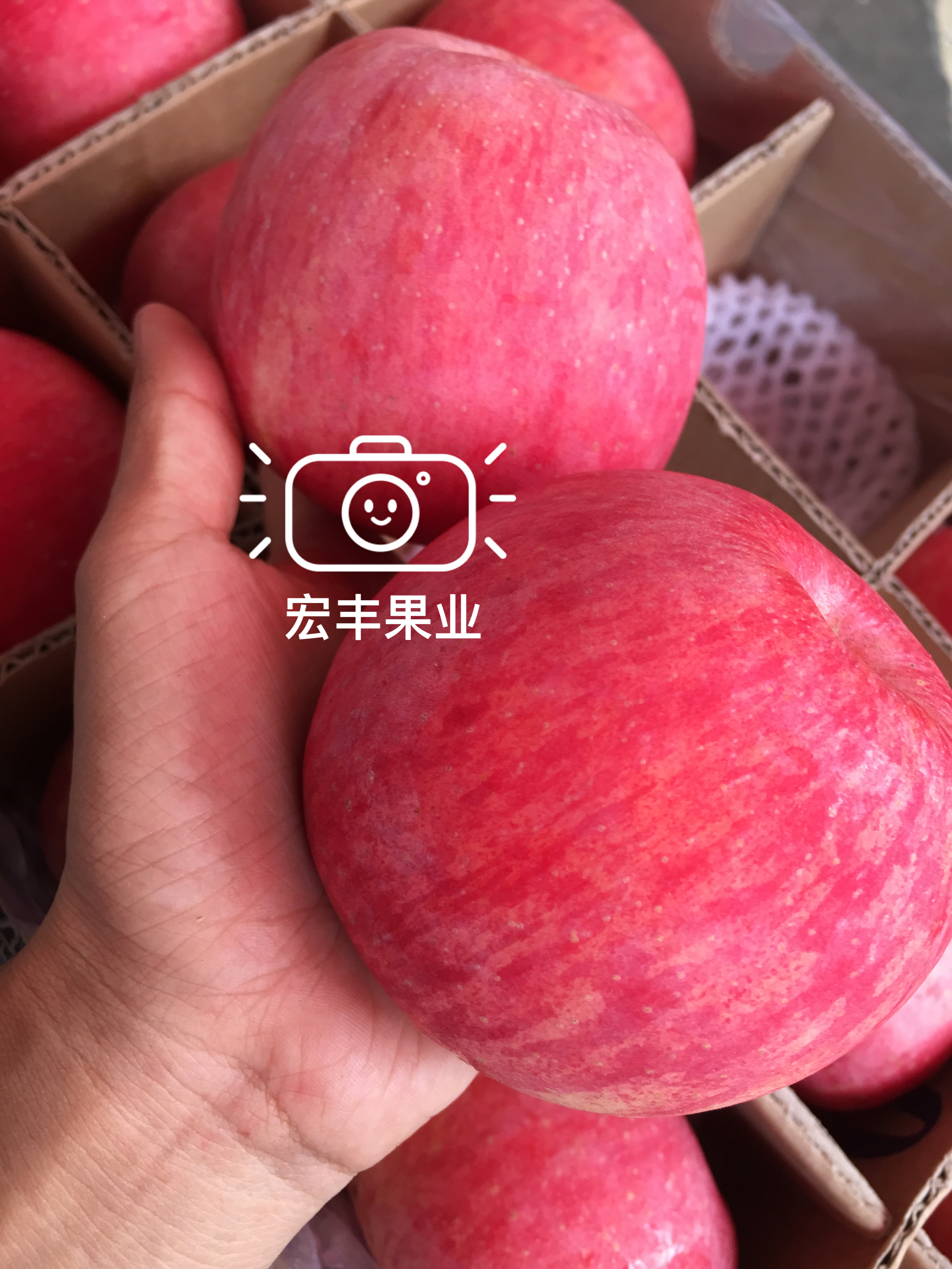 【宏丰精选】新包装陕西不倒翁苹果 底层很多空格有机脆甜苹果  11.8一斤