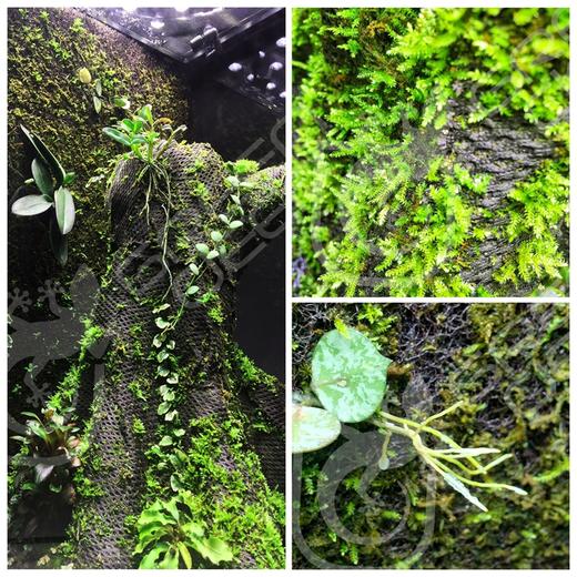 限时全国包邮greendeep格林德生态缸植物造景雨林苔藓种植苔纤生态棉