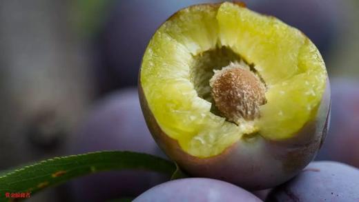 理县通化铺子沟红脆李 | （2022） 商品图0