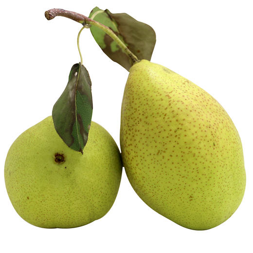 密云红香酥梨鸭梨库尔勒香梨500g买3送1还包邮