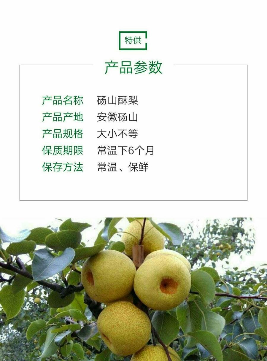 砀山特产 砀山梨,新鲜绿色 皮薄肉脆 现摘现卖 10斤江浙沪皖包邮