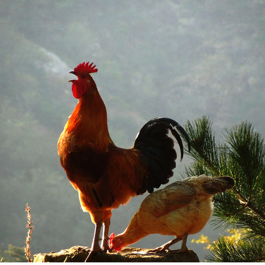 山林散养公鸡 顺丰包邮