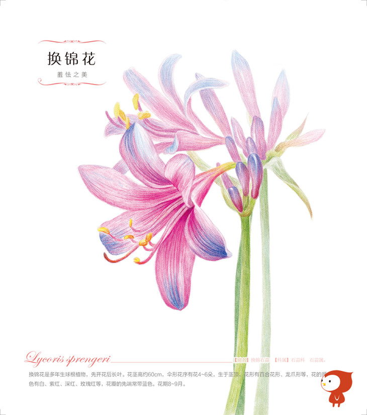 飞乐鸟《花之绘3》彩色铅笔花卉绘画教程马可雷洛阿油性48色绘制