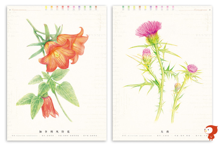 飞乐鸟典藏花之绘百种色铅笔手绘花卉收录大全新书上架