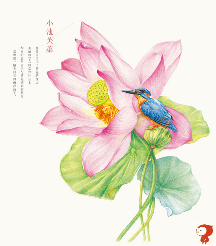 飞乐鸟莳花绘花鸟用色铅笔描绘花与鸟的16次约会辉柏嘉油性