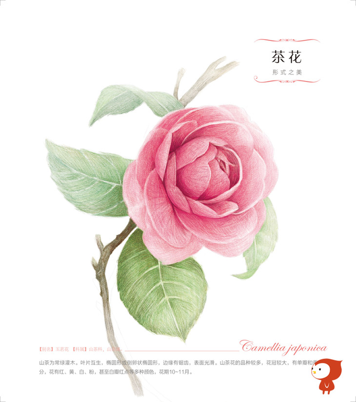 飞乐鸟《花之绘3》彩色铅笔花卉绘画教程马可雷洛阿油性48色绘制