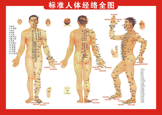 穴位图 尺寸：长53CM宽38CM 商品图0