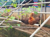生态老母鸡（冷冻15天以上） | 绿家自产 *Eco-hens | Self-production 商品缩略图1