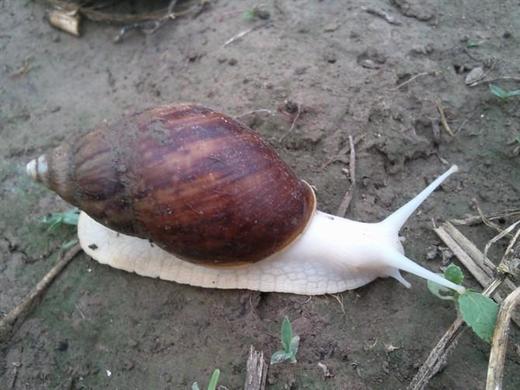 中华白玉蜗牛展示用勿购买