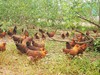 生态老母鸡（冷冻15天以上） | 绿家自产 *Eco-hens | Self-production 商品缩略图2