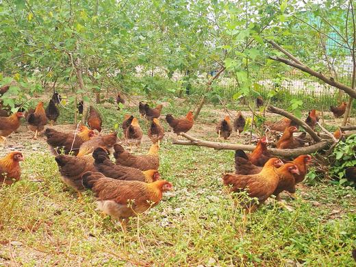 生态老母鸡（冷冻15天以上） | 绿家自产 *Eco-hens | Self-production 商品图2