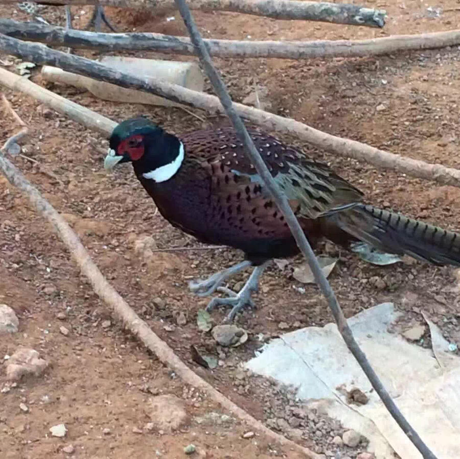 山里散养七彩野山鸡(公,母)