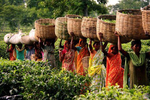 位于斯里兰卡中部的山区,平均海拔1,868米,生长着全球品质最佳的茶叶