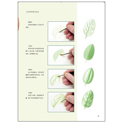 【邱园经典植物画教程】英国皇家植物园植物画教程 商品图3