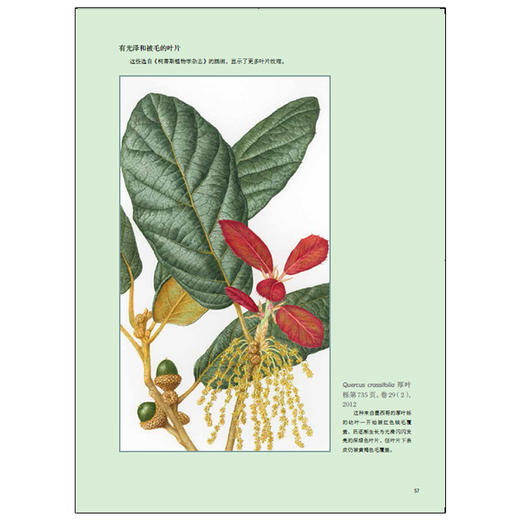 【邱园经典植物画教程】英国皇家植物园植物画教程 商品图4