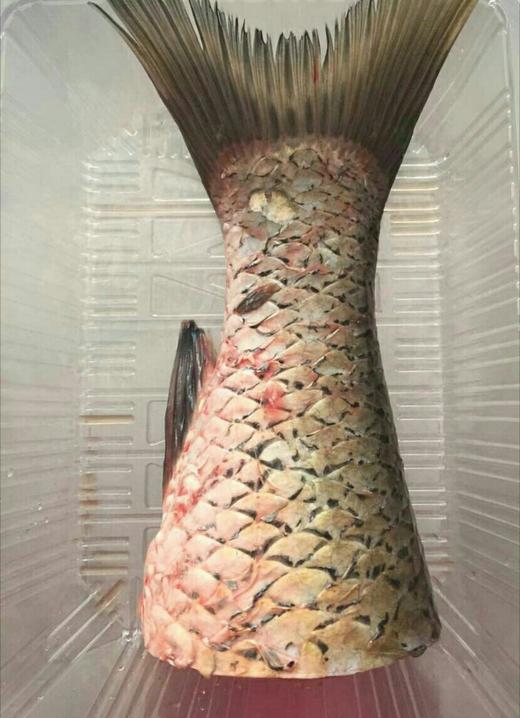 605鲩鱼尾约350克至400克鲜宰配葱姜