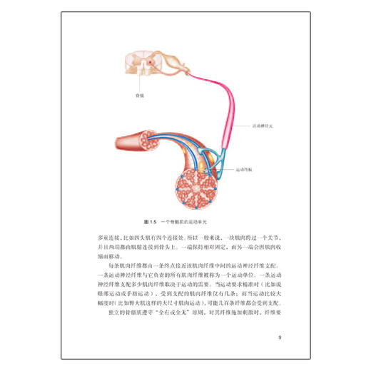 酸痛拉筋解剖书 商品图5