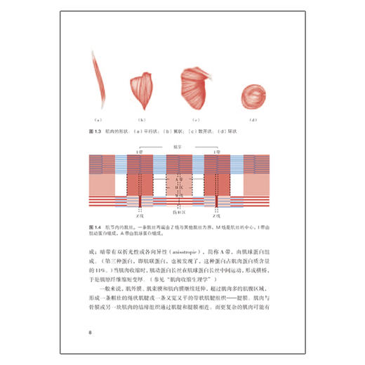 酸痛拉筋解剖书 商品图2