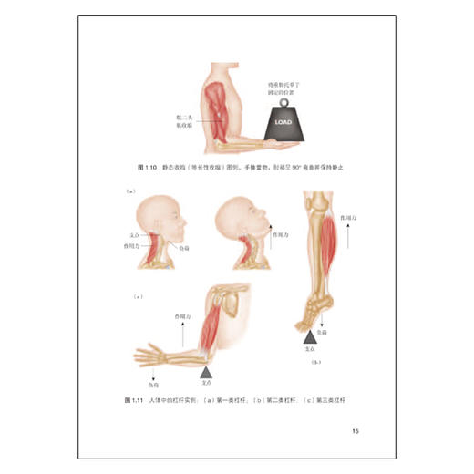 酸痛拉筋解剖书 商品图6