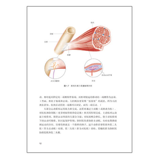 酸痛拉筋解剖书 商品图4