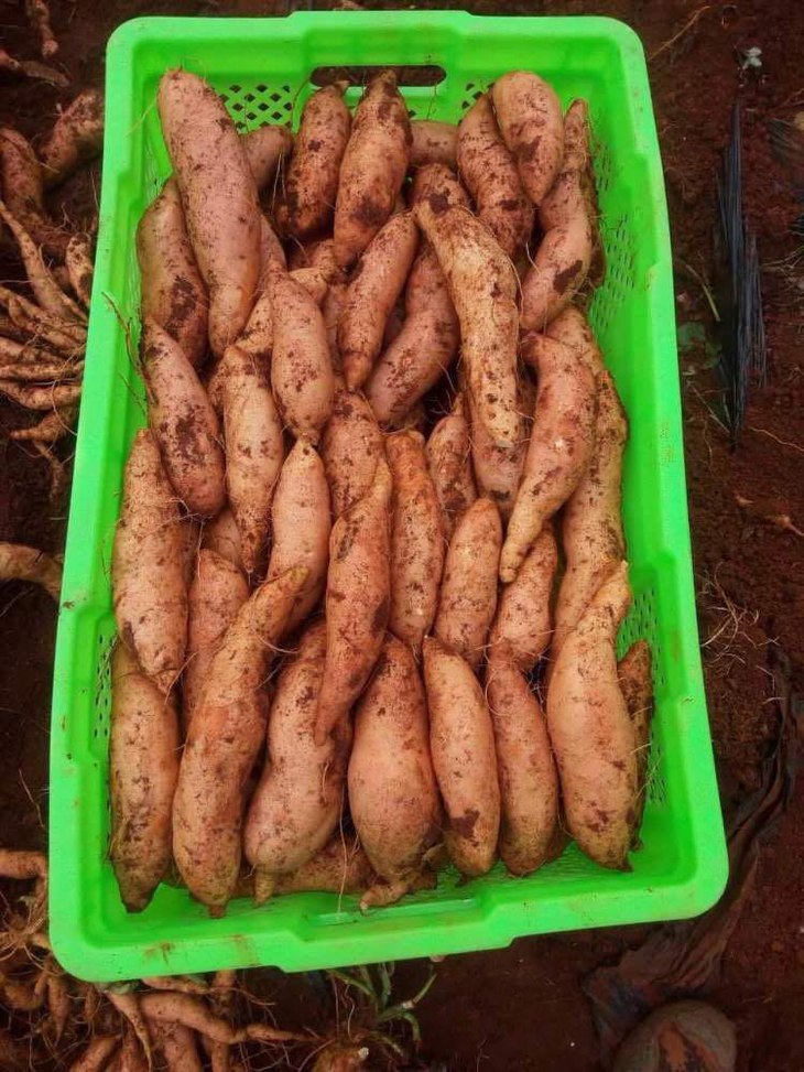 水果优选云南高原甜糯红薯