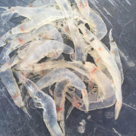 虾皮粉120g/瓶*3瓶 商品图6