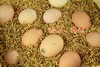 【团单】散养蛋40枚1份 100份起送  提前5天预订 上海市包配送（崇明除外） 商品缩略图3