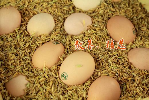 【团单】散养蛋40枚1份 100份起送  提前5天预订 上海市包配送（崇明除外） 商品图3