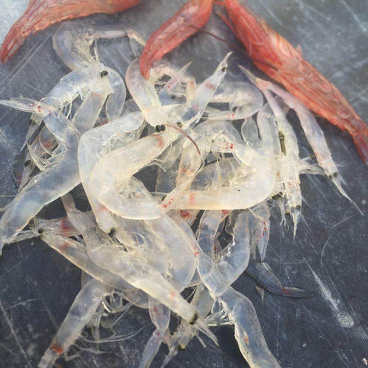 虾皮粉120g/瓶*3瓶 商品图7