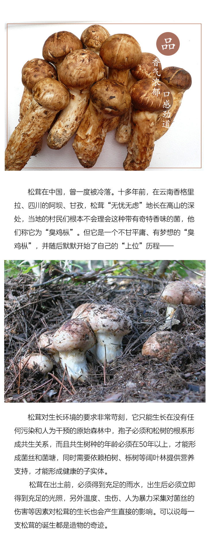 云南香格里拉松茸无虫无黄变不开伞顺丰包邮