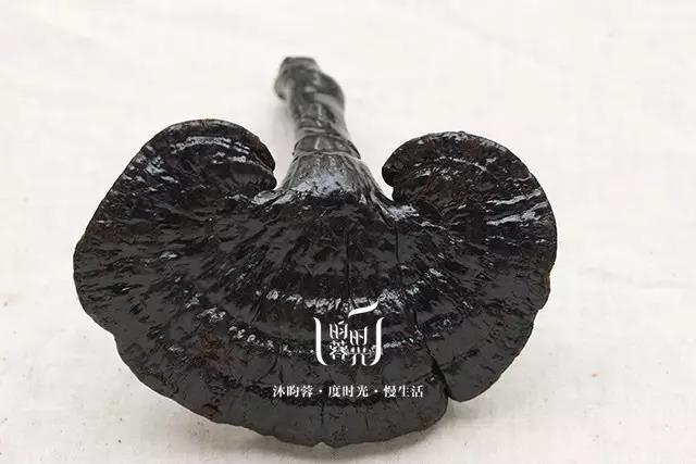 西藏林芝波密县野生赤灵芝(收货后需放冰箱冷藏储存)