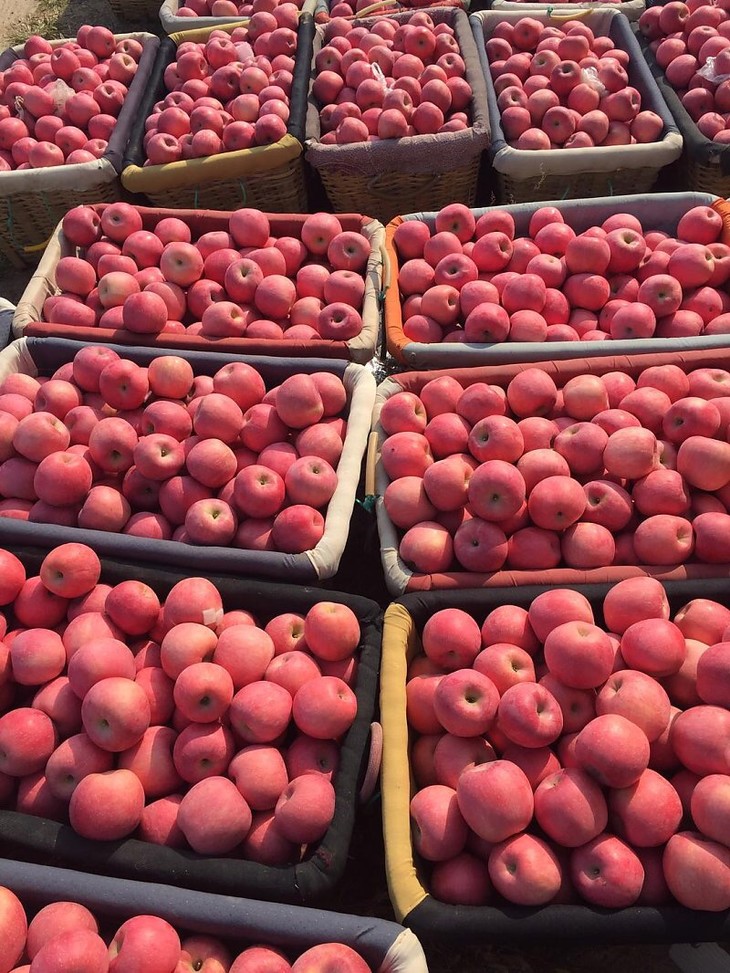 龙山百果园一锭红苹果9个装15个装好吃又好看的红苹果来啦