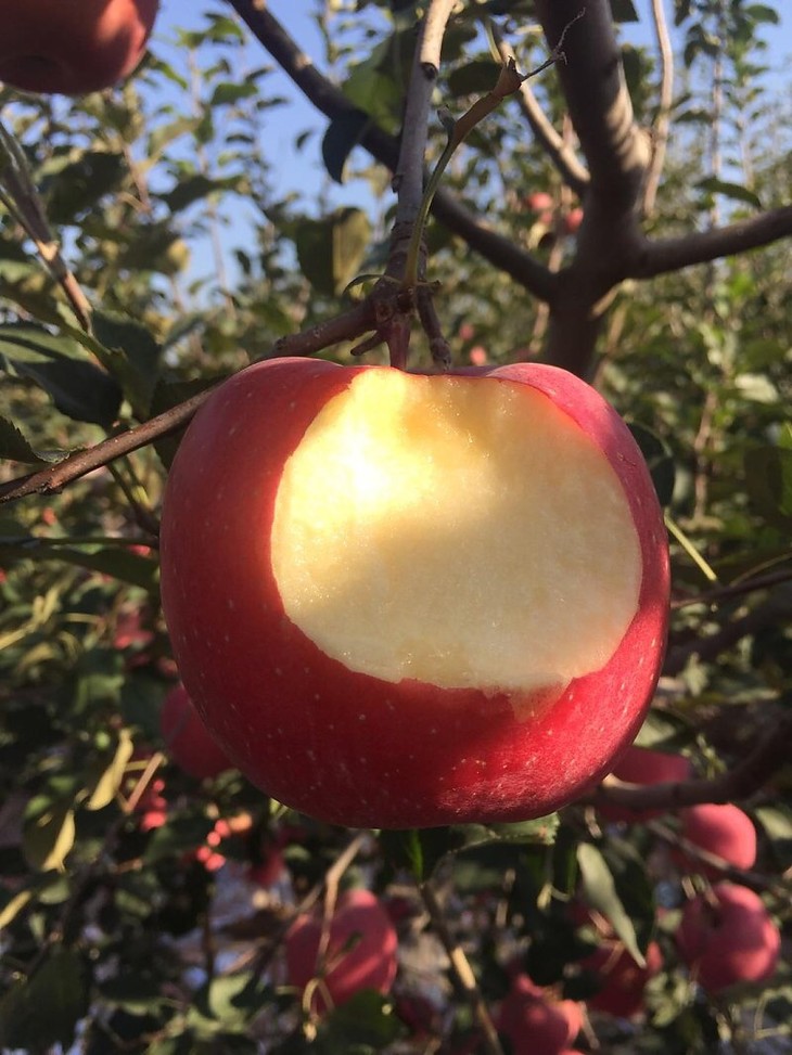 龙山百果园一锭红苹果9个装15个装好吃又好看的红苹果来啦