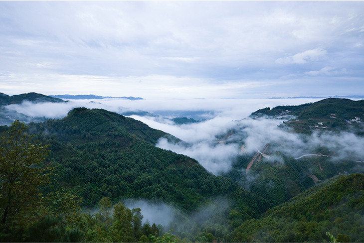 [茗星·藏品]【勐库古树】2015年古树生茶